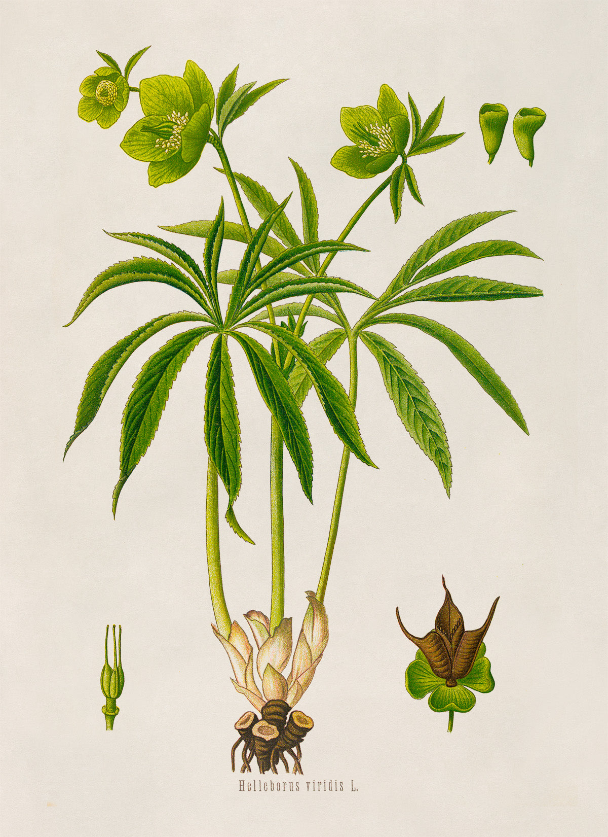 Green Hellebore Plant Botanical Illustration Print, MOBO299