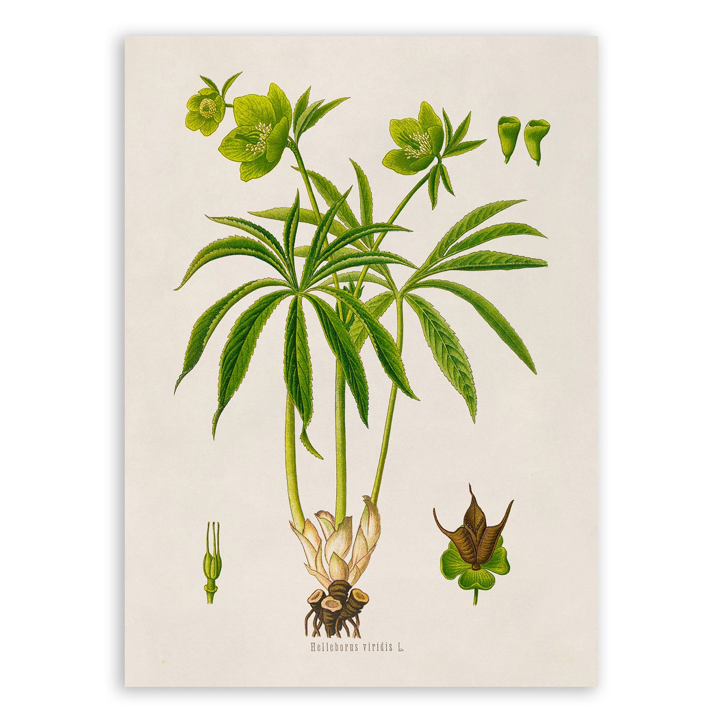 Green Hellebore Plant Botanical Illustration Print, MOBO299