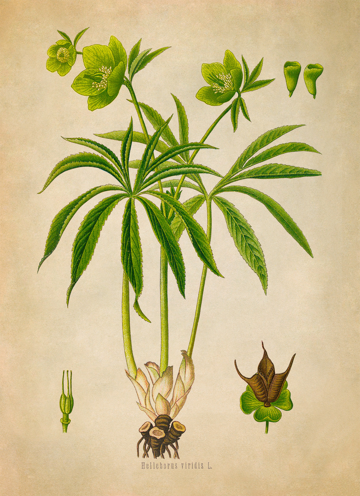 Green Hellebore Plant Botanical Illustration Print, MOBO299