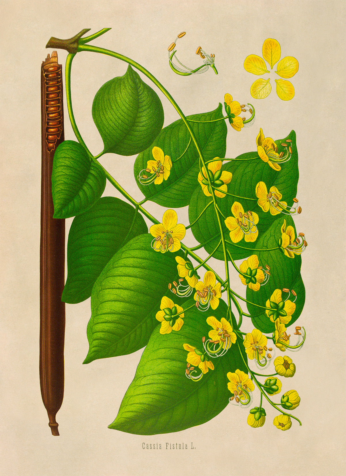 Golden Shower Tree Flower Botanical Illustration Print, MOBO300