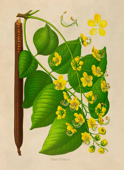 Golden Shower Tree Flower Botanical Illustration Print, MOBO300