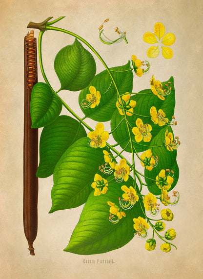 Golden Shower Tree Flower Botanical Illustration Print, MOBO300