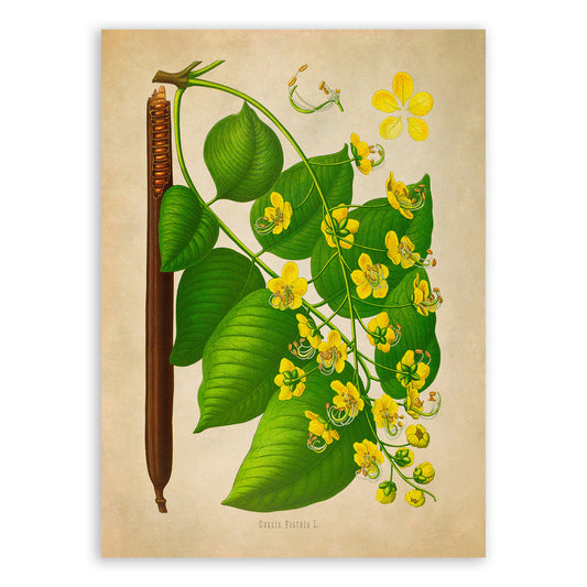 Golden Shower Tree Flower Botanical Illustration Print, MOBO300