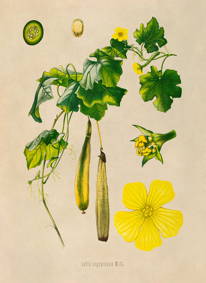 Sponge Gourd Plant Botanical Illustration Print, MOBO301