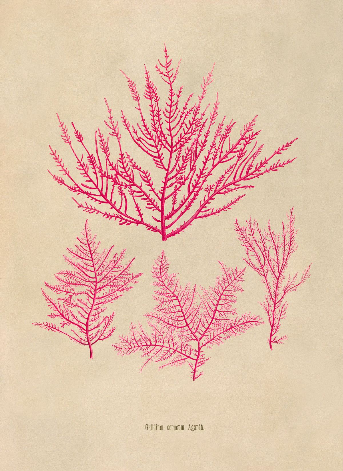 Red Algae Botanical Illustration Print, MOBO302