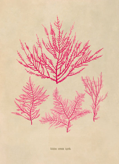 Red Algae Botanical Illustration Print, MOBO302