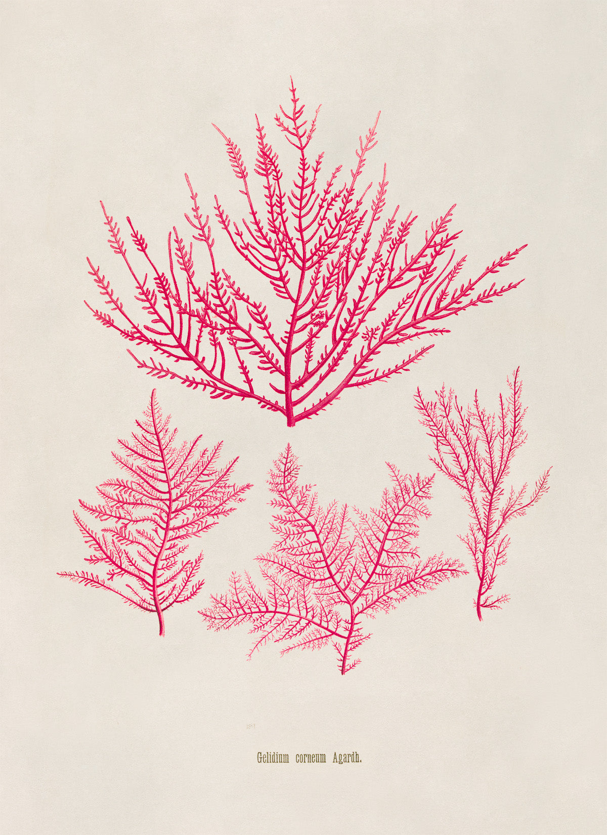 Red Algae Botanical Illustration Print, MOBO302