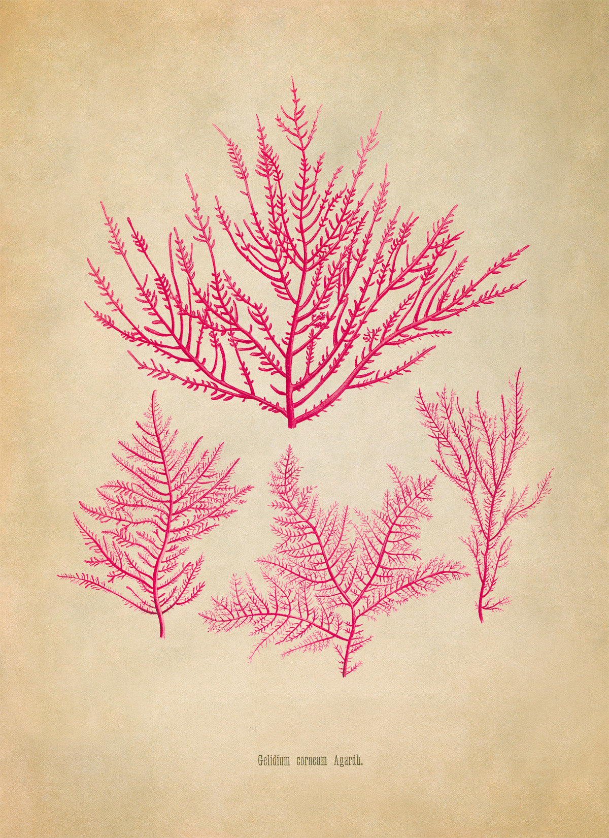 Red Algae Botanical Illustration Print, MOBO302