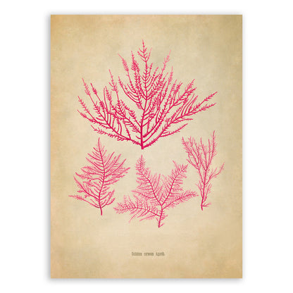 Red Algae Botanical Illustration Print, MOBO302