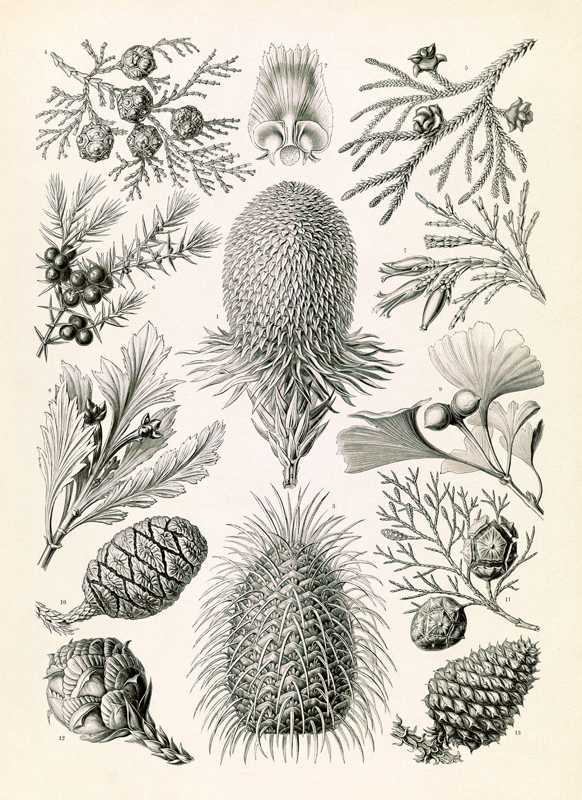 Conifer Tree Pine Cone Species Print: Ernst Haeckel Botanical Art NH100