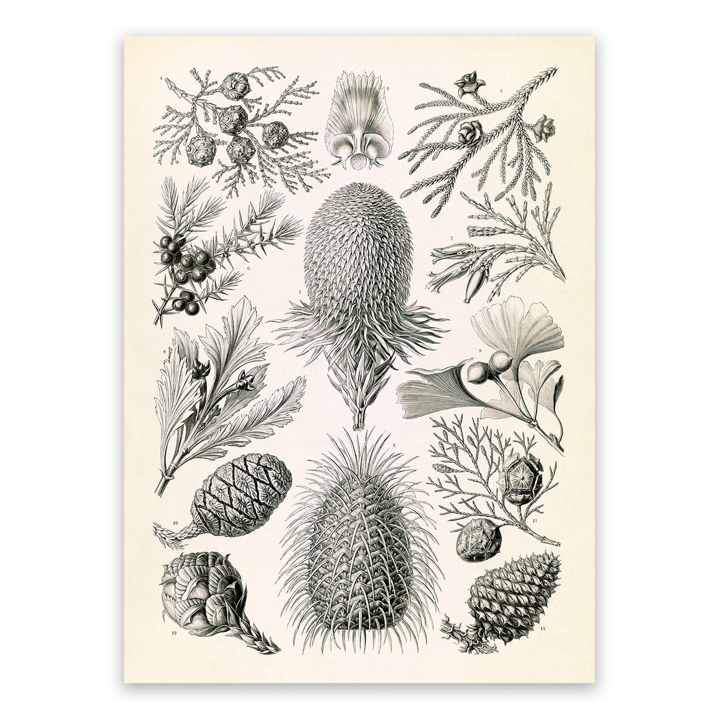 Conifer Tree Pine Cone Species Print: Ernst Haeckel Botanical Art NH100