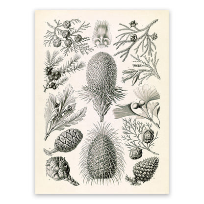 Conifer Tree Pine Cone Species Print: Ernst Haeckel Botanical Art NH100