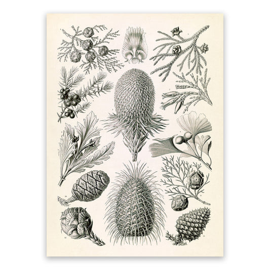 Conifer Tree Pine Cone Species Print: Ernst Haeckel Botanical Art NH100