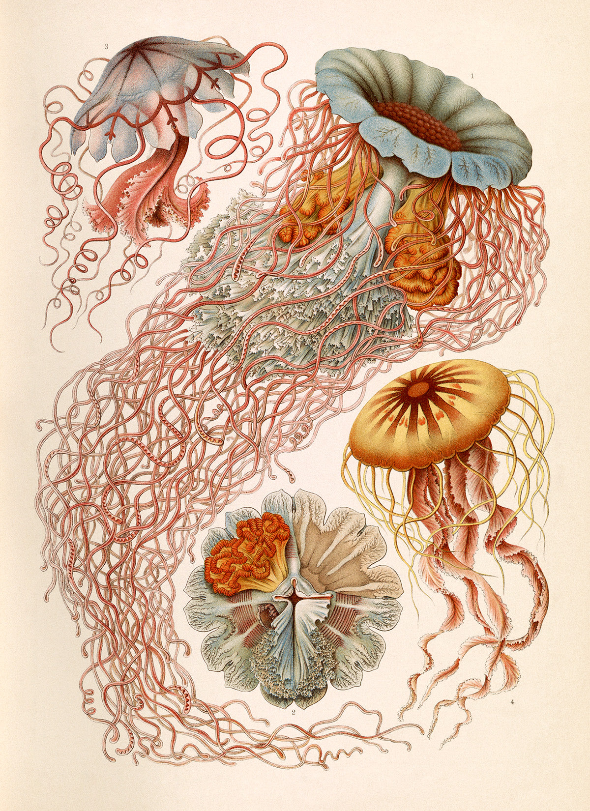 Ernst Haeckel Jellyfish Print: Vintage Oceanography Art NH17