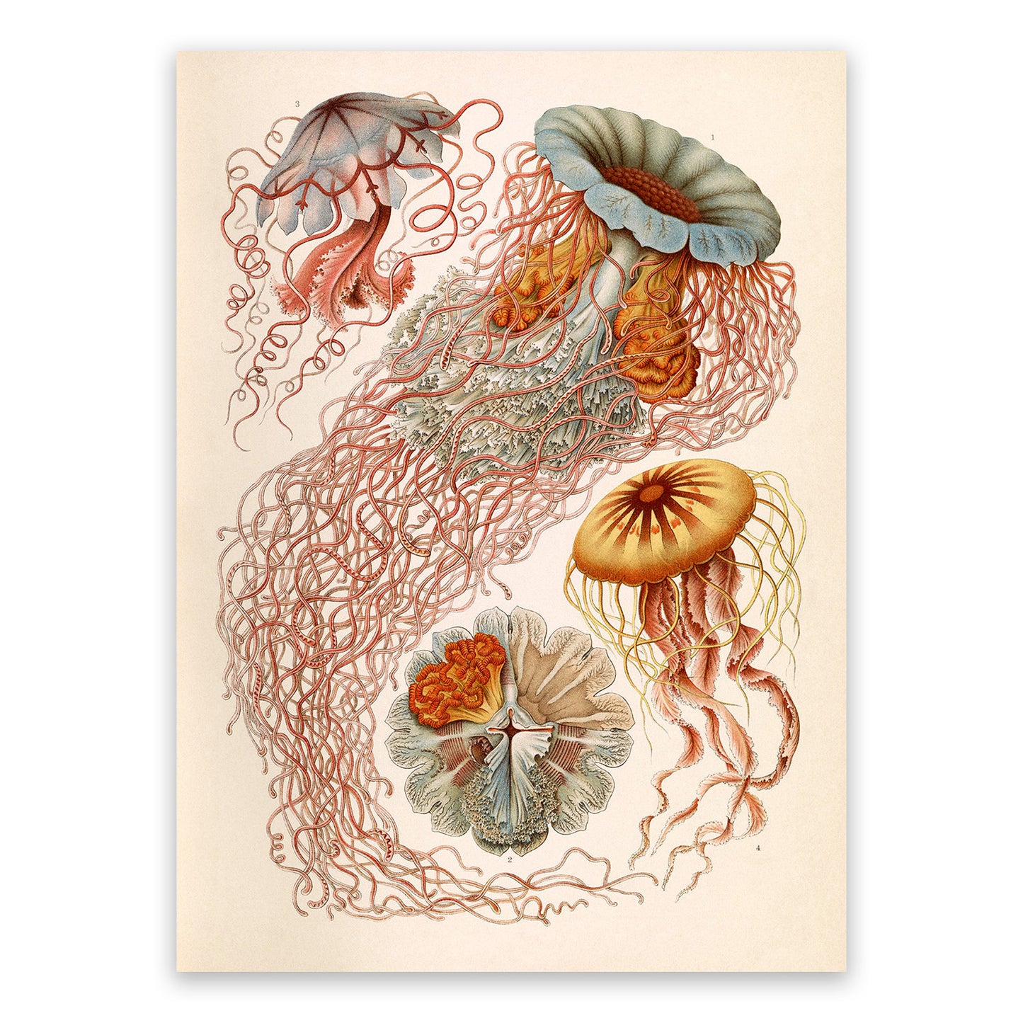 Ernst Haeckel Jellyfish Print: Vintage Oceanography Art NH17