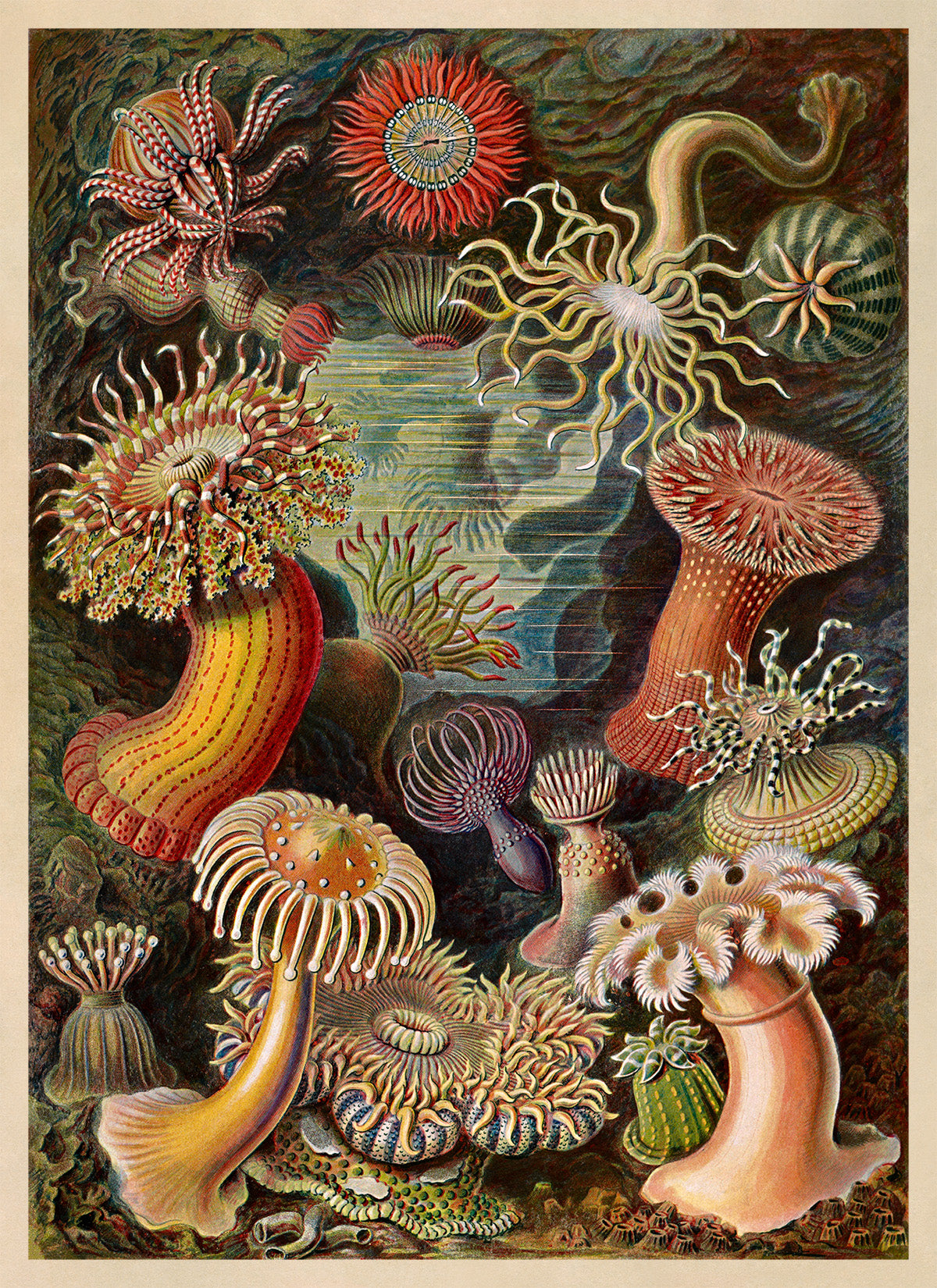Ernst Haeckel Sea Anemones Print: Marine Life Art NH18