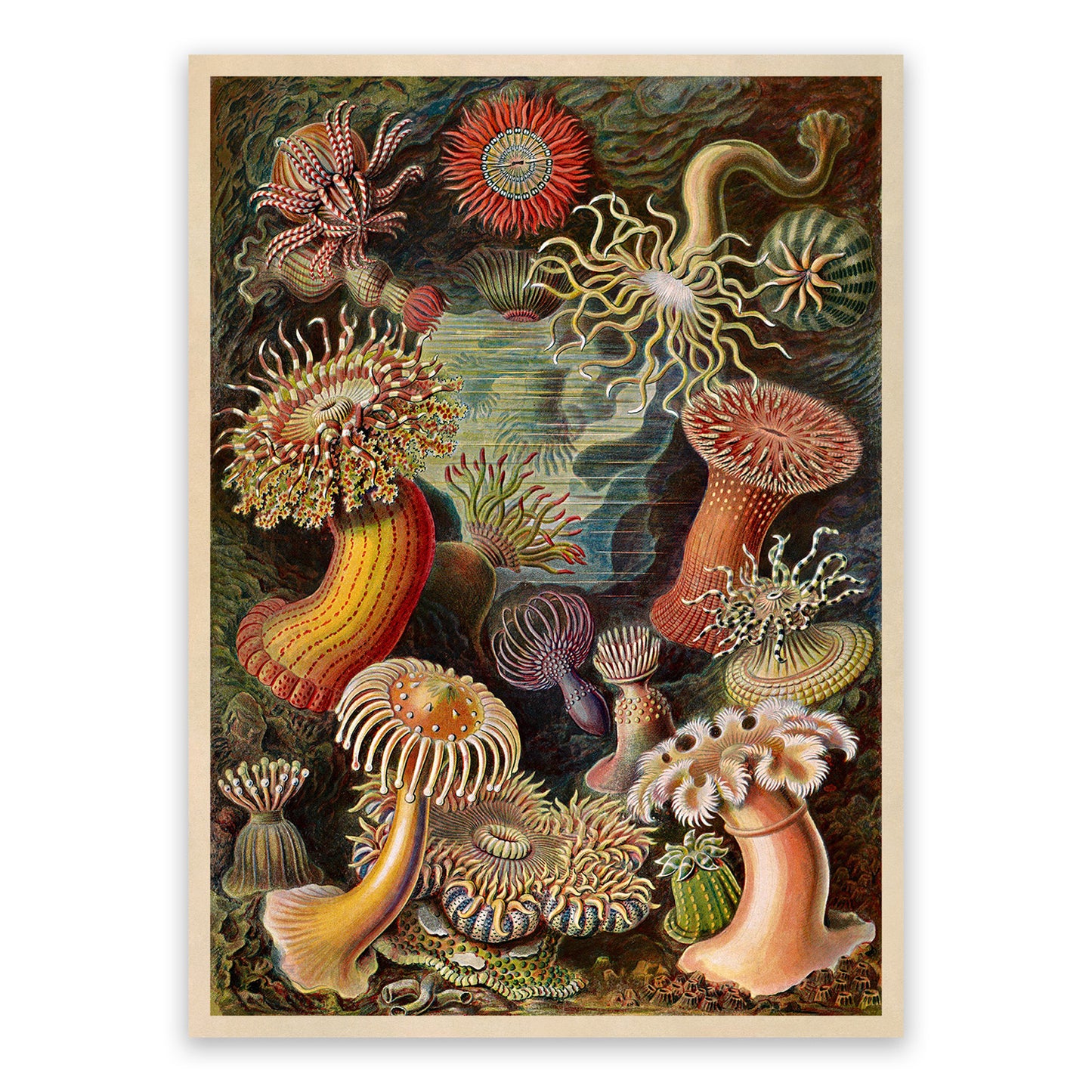 Ernst Haeckel Sea Anemones Print: Marine Life Art NH18