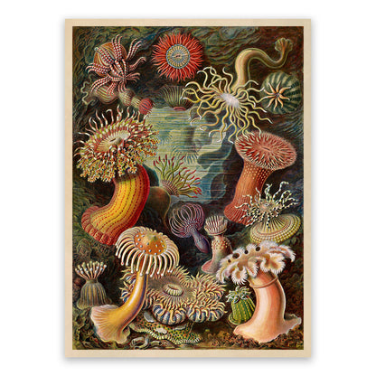 Ernst Haeckel Sea Anemones Print: Marine Life Art NH18