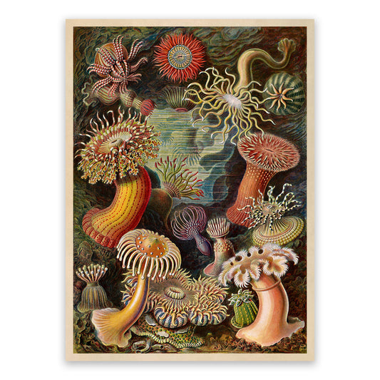 Ernst Haeckel Sea Anemones Print: Marine Life Art NH18