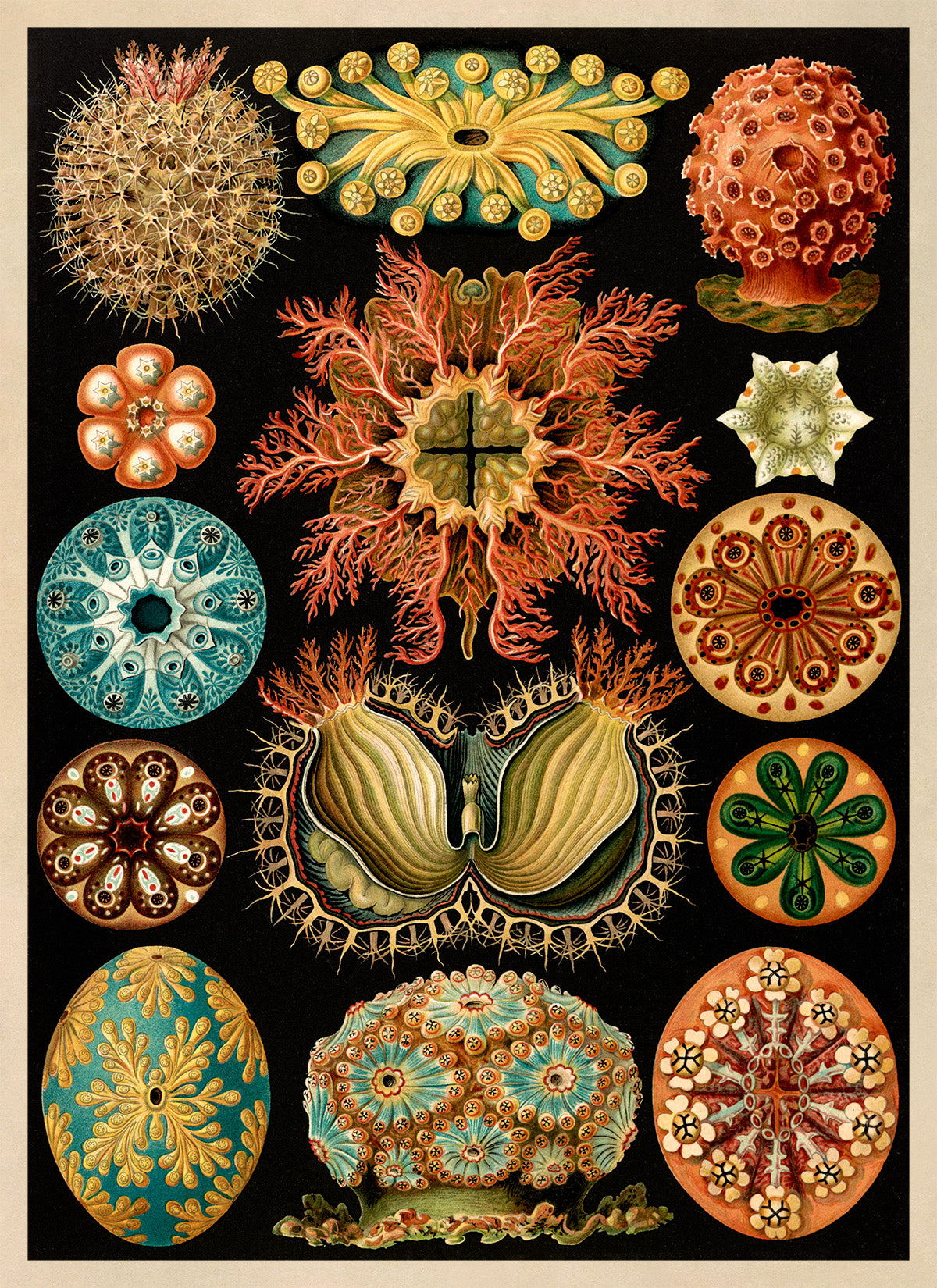 Ernst Haeckel Sea Squirts Print: Ascidians Marine Life Art NH19
