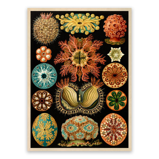 Ernst Haeckel Sea Squirts Print: Ascidians Marine Life Art NH19