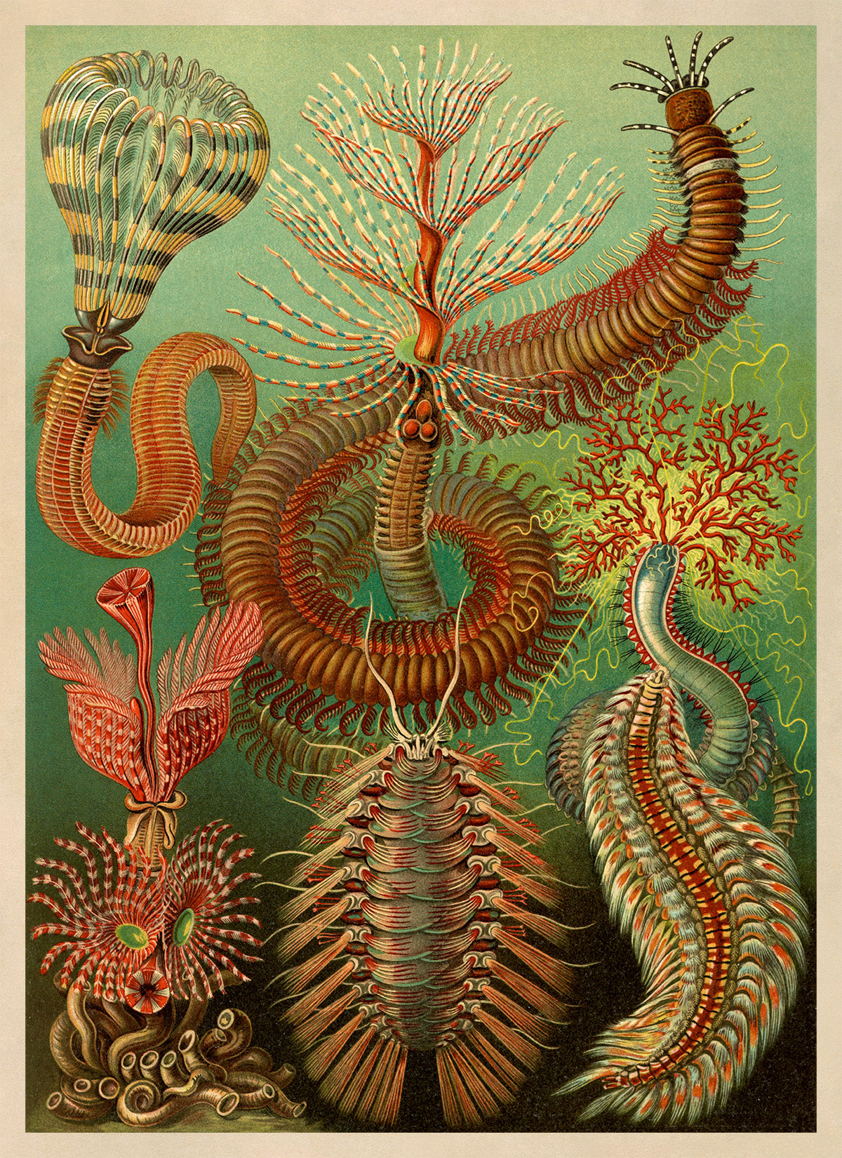 Ernst Haeckel Chaetopoda Print: Marine Insect Worms Centipede Art NH20