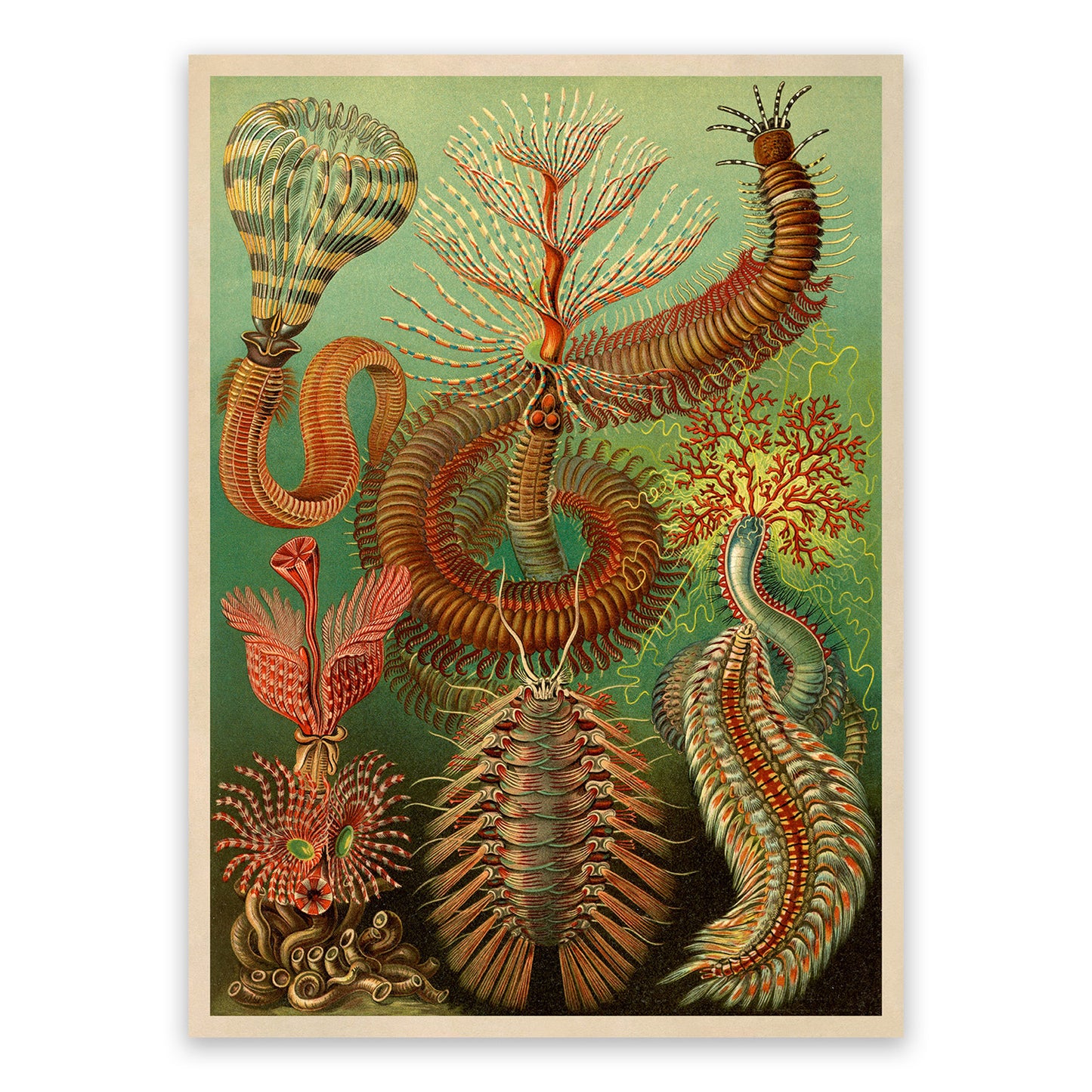 Ernst Haeckel Chaetopoda Print: Marine Insect Worms Centipede Art NH20