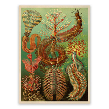 Ernst Haeckel Chaetopoda Print: Marine Insect Worms Centipede Art NH20