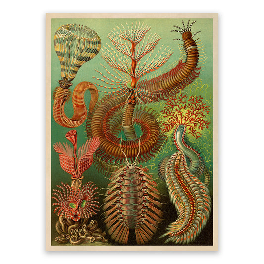 Ernst Haeckel Chaetopoda Print: Marine Insect Worms Centipede Art NH20