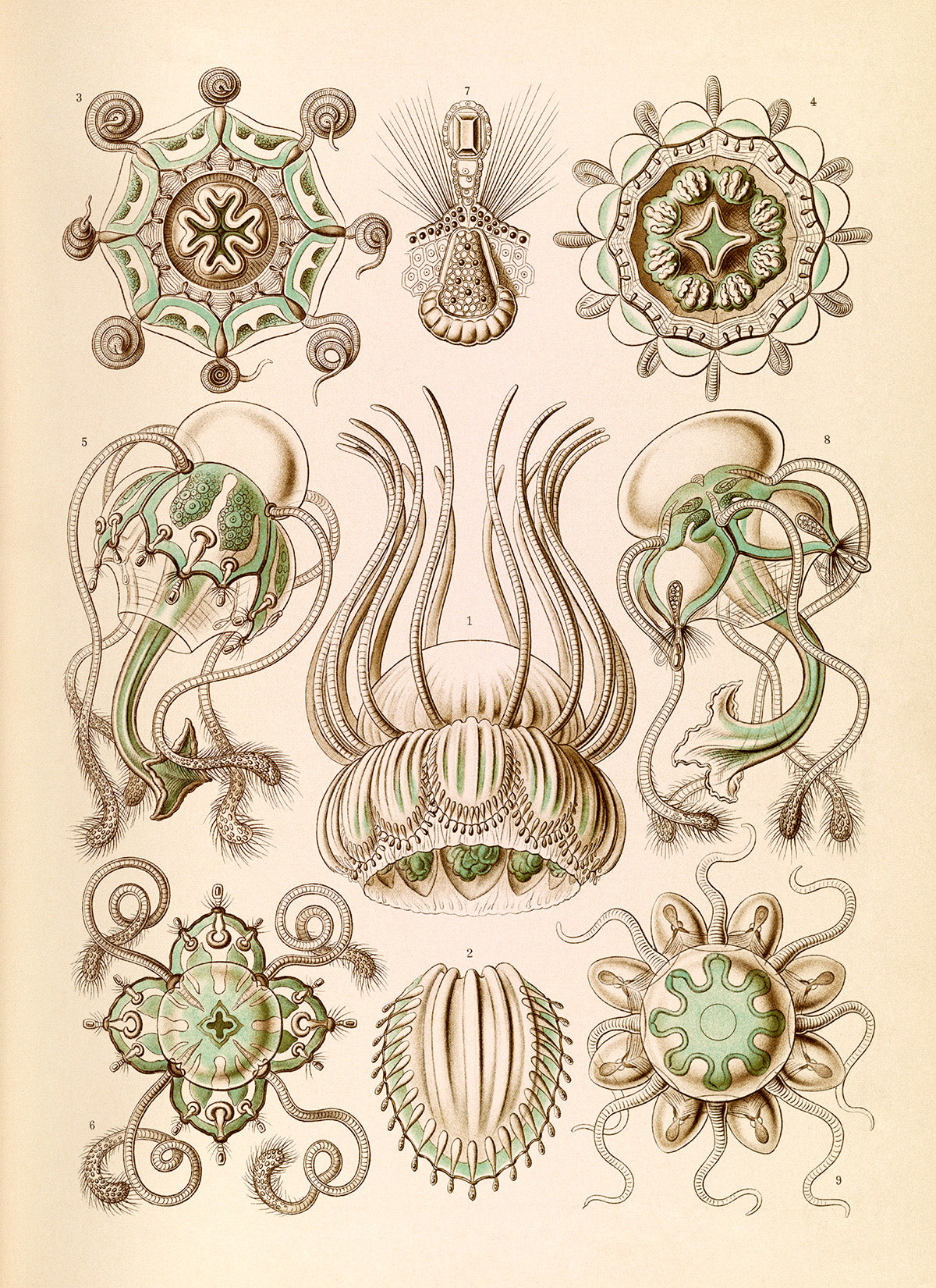 Ernst Haeckel Jellyfish Print: Narcomedusae Art NH21