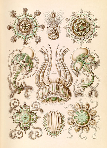 Ernst Haeckel Jellyfish Print: Narcomedusae Art NH21