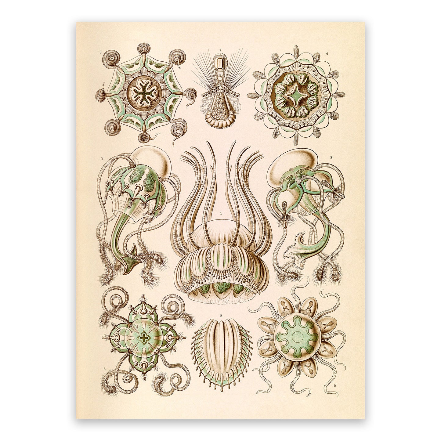 Ernst Haeckel Jellyfish Print: Narcomedusae Art NH21