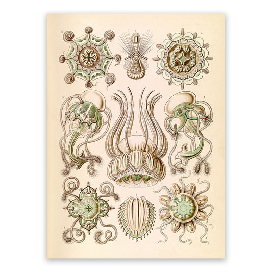 Ernst Haeckel Jellyfish Print: Narcomedusae Art NH21