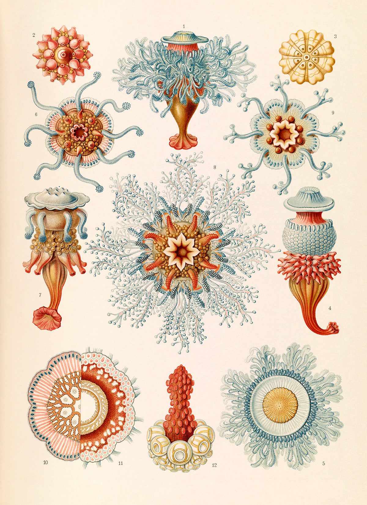 Ernst Haeckel Siphonophore Print: Marine Life Art NH22