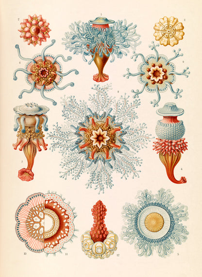 Ernst Haeckel Siphonophore Print: Marine Life Art NH22