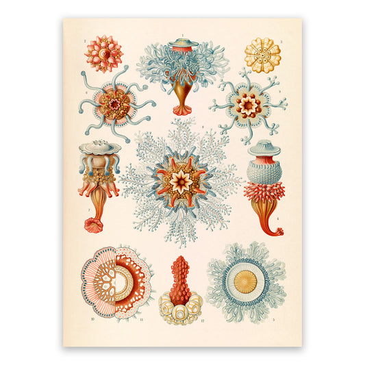 Ernst Haeckel Siphonophore Print: Marine Life Art NH22