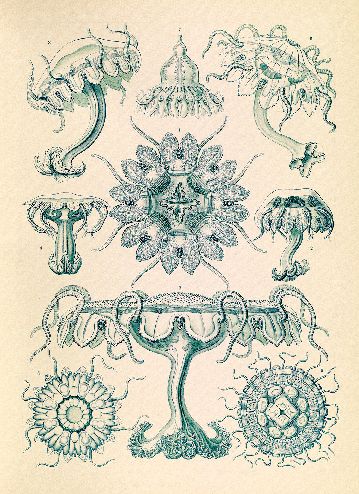 Ernst Haeckel Jellyfish Print: Vintage Marine Life Art NH23