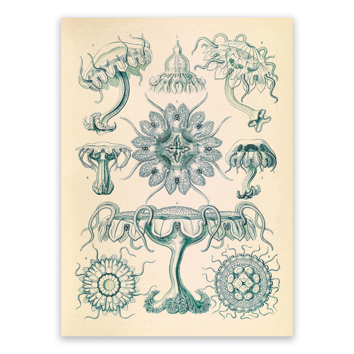 Ernst Haeckel Jellyfish Print: Vintage Marine Life Art NH23