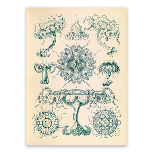 Ernst Haeckel Jellyfish Print: Vintage Marine Life Art NH23