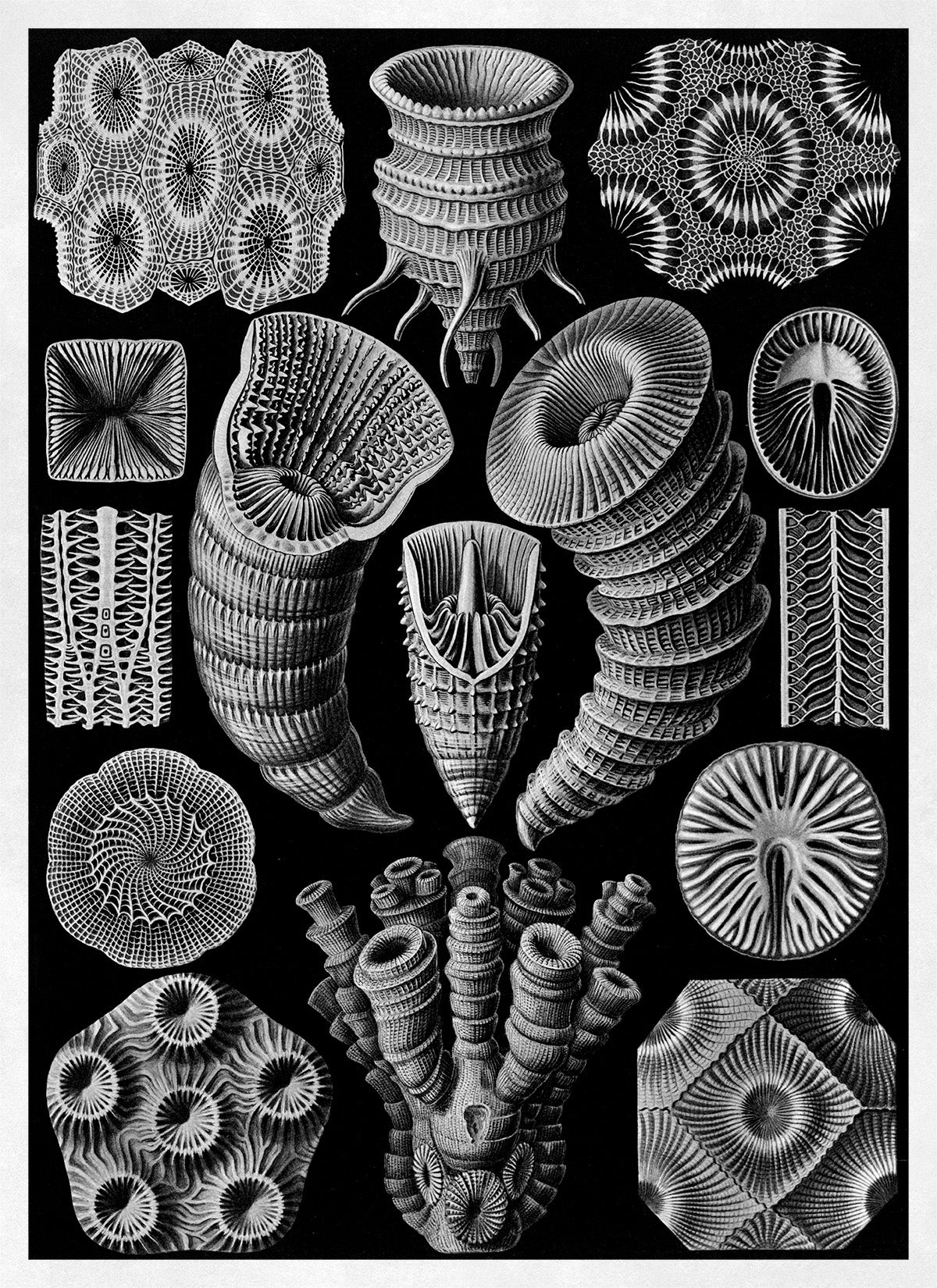 Ernst Haeckel Rugosa Coral Print: Black & White Sea Life Art NH24