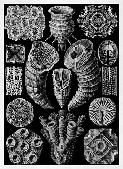 Ernst Haeckel Rugosa Coral Print: Black & White Sea Life Art NH24