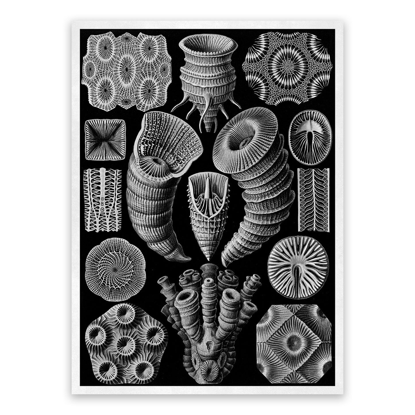Ernst Haeckel Rugosa Coral Print: Black & White Sea Life Art NH24