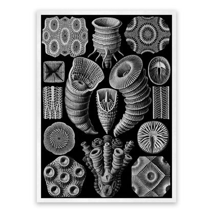 Ernst Haeckel Rugosa Coral Print: Black & White Sea Life Art NH24