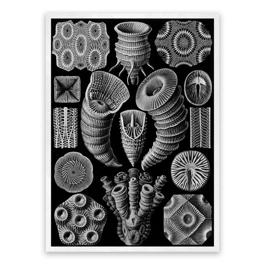 Ernst Haeckel Rugosa Coral Print: Black & White Sea Life Art NH24