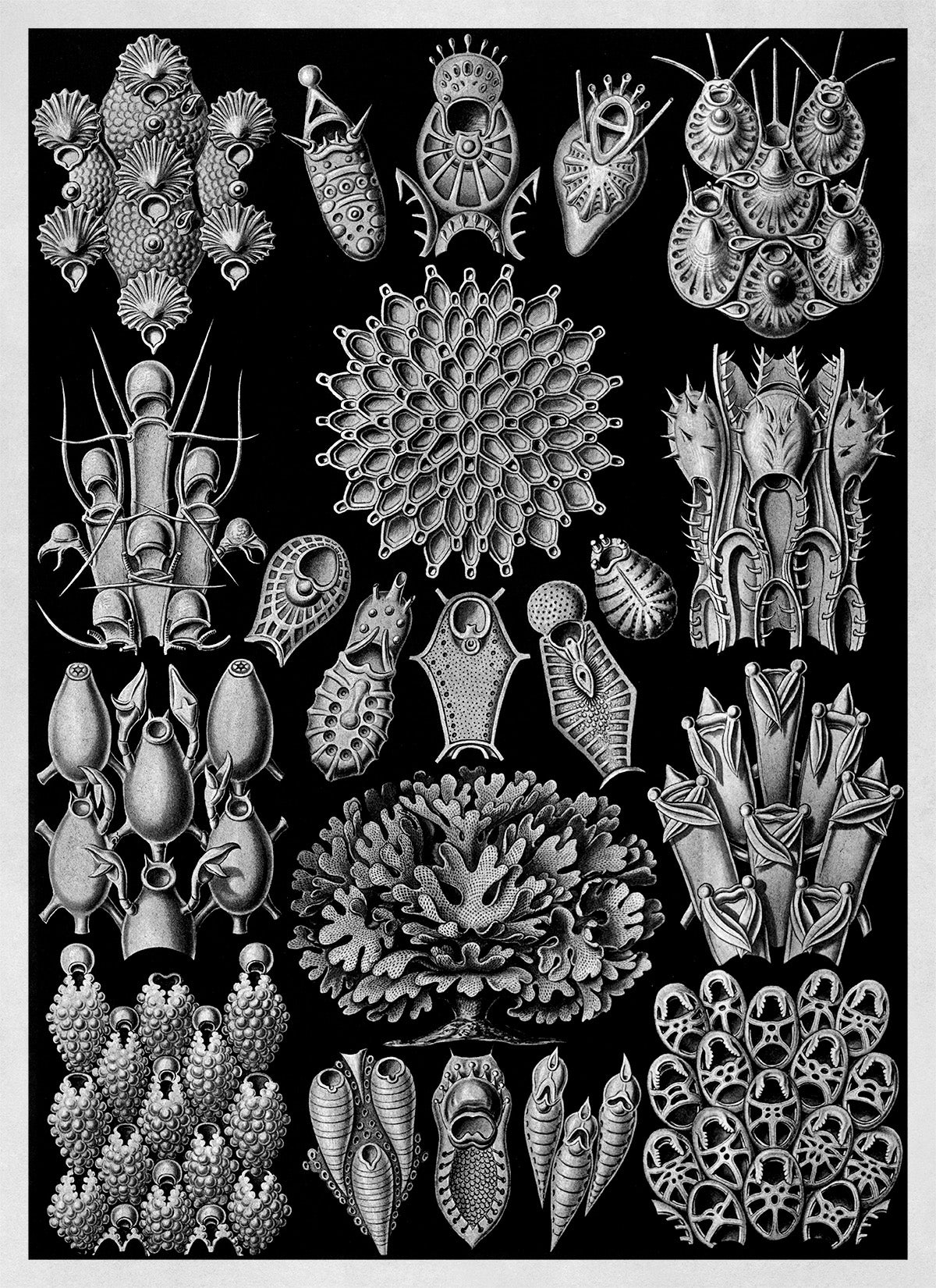 Ernst Haeckel Bryozoa Print: Black & White Marine Life NH25