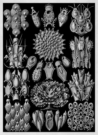 Ernst Haeckel Bryozoa Print: Black & White Marine Life NH25