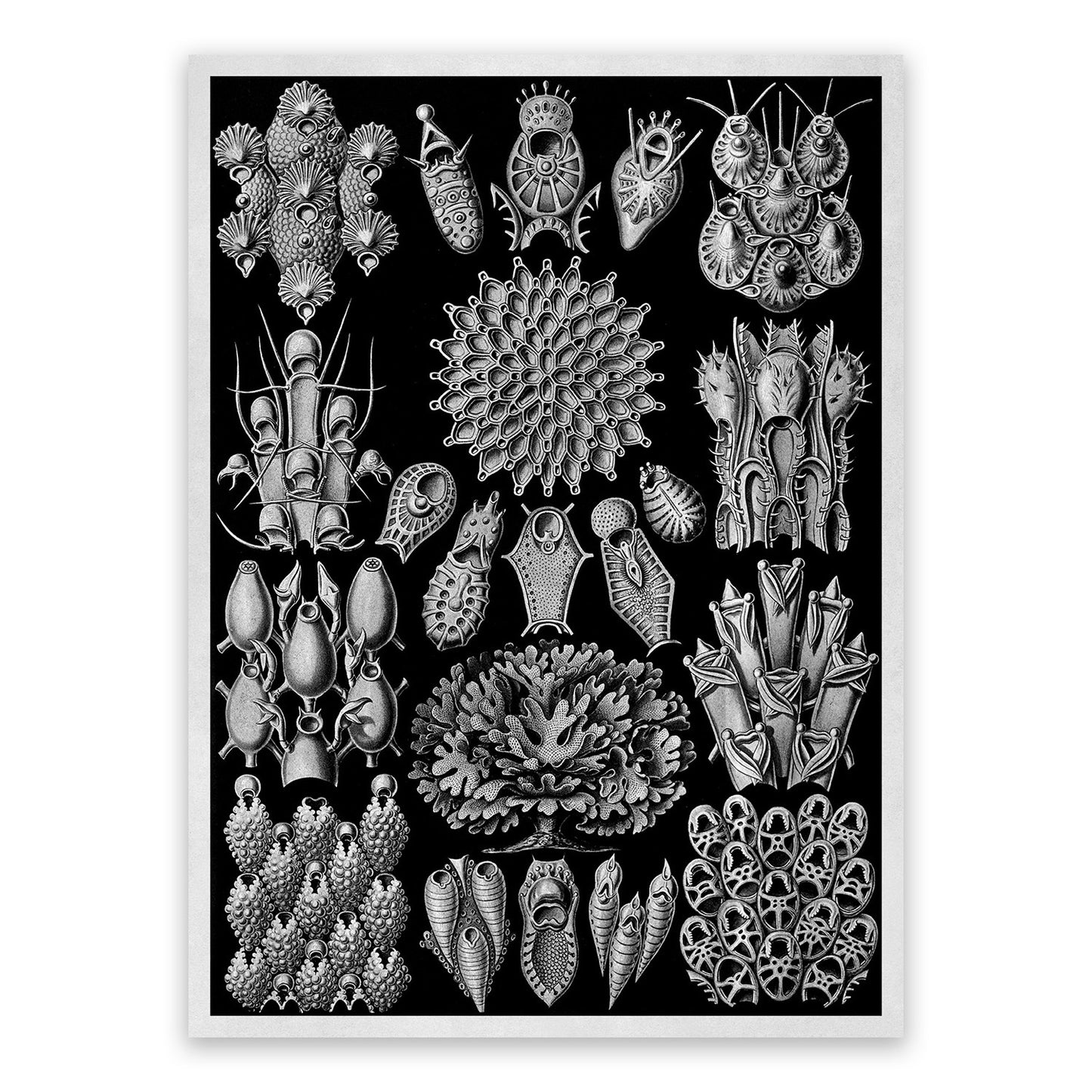 Ernst Haeckel Bryozoa Print: Black & White Marine Life NH25