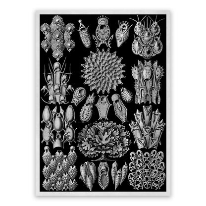 Ernst Haeckel Bryozoa Print: Black & White Marine Life NH25