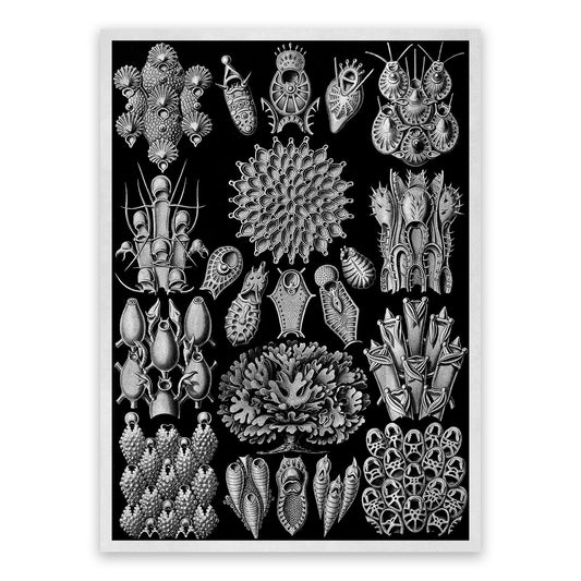 Ernst Haeckel Bryozoa Print: Black & White Marine Life NH25