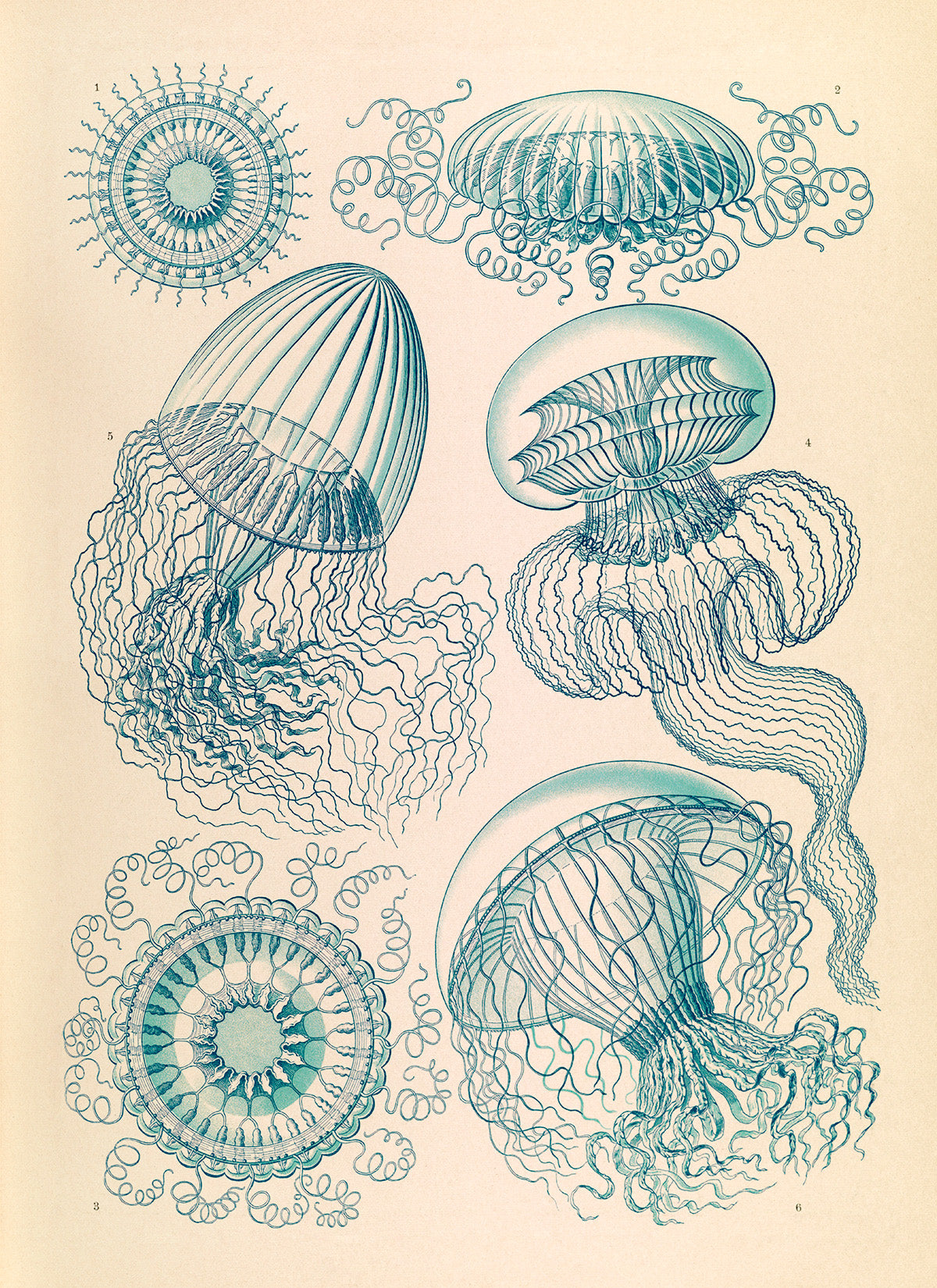 Ernst Haeckel Jellyfish Print: Vintage Marine Life Art NH26